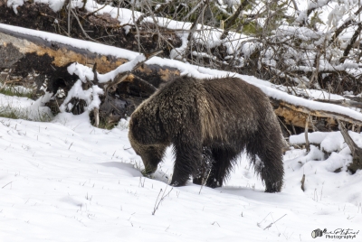 Grizzly Jam in Pelican Valley YNP 2025